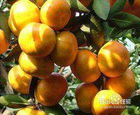 鼻炎可以吃梨瓜吗,鼻炎患者的天然食疗佳选