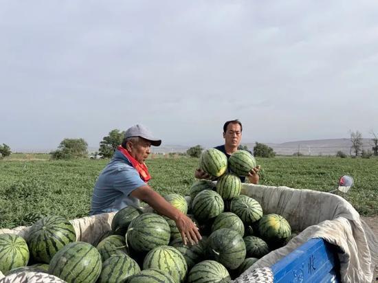 麦田里吃瓜,探寻乡村田园的悠闲时光