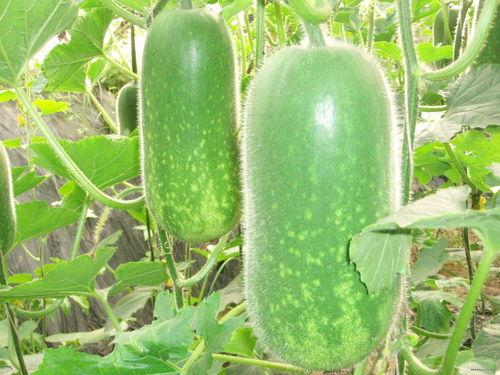 长期长期吃老倌瓜好吗,长期食用老倌瓜的益处与注意事项