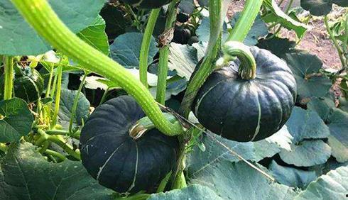 长期长期吃老倌瓜好吗,长期食用老倌瓜的益处与注意事项