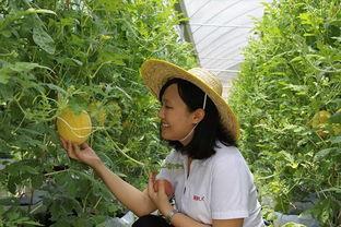 青州吃瓜的视频,一场视觉与味蕾的双重盛宴