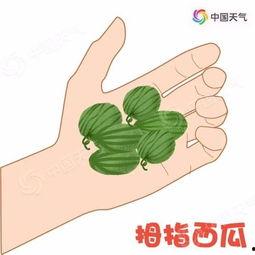 会飞的吃瓜,揭秘空中美食的奇幻之旅