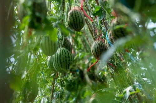 会飞的吃瓜,揭秘空中美食的奇幻之旅
