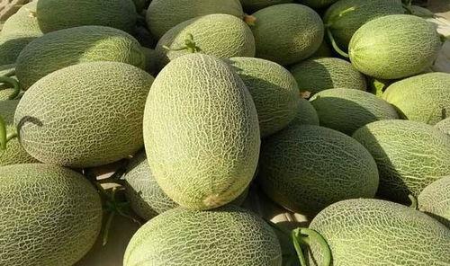 儿子吃哈密瓜文案,儿子品尝哈密瓜的欢乐时光