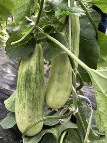 吃瓜群是怎么得到瓜源的,如何轻松获取热门资讯