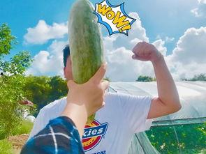 带你吃瓜一集,揭秘娱乐圈背后的故事