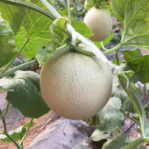 新鲜冰淇淋蜜瓜怎么吃,冰淇淋蜜瓜的创意食用指南