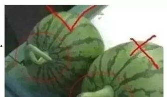 吃瓜传播危险,揭秘网络传播中的潜在危险