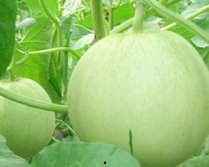 天瓜能直接吃吗怎么吃,直接食用方法及美味吃法揭秘