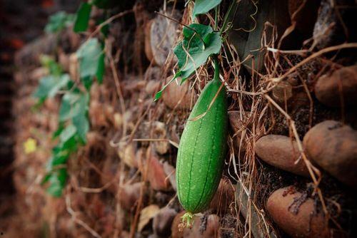 白枭吃瓜,揭秘娱乐圈幕后真相