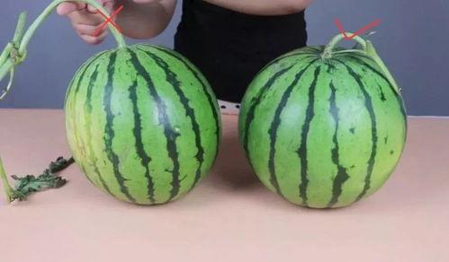 吃瓜吃花籽会胖吗视频,吃瓜吃花籽真的会让人发胖？揭秘真相