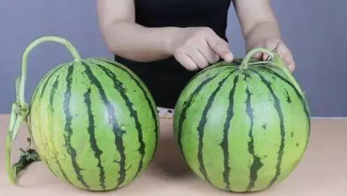 吃瓜吃花籽会胖吗视频,吃瓜吃花籽真的会让人发胖？揭秘真相