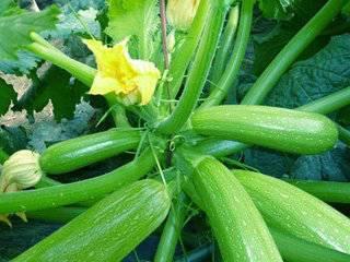 附属瓜吃九子,一瓜生九子，探寻附属瓜的神秘传说